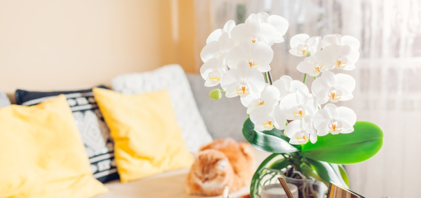 Druhy pokojových orchidejí, které zvládne doma pěstovat každý. Za péči se vám odvděčí neskutečnou krásou