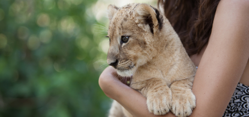 Influencerka Maru Rosecká rozzuřila fanoušky podporou týrání zvířat. Nafotila ses se zdrogovaným lvem! vyčítají jí lidé