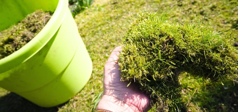 Mech v trávníku: Osvědčené rady, jak jej účinně zlikvidujete