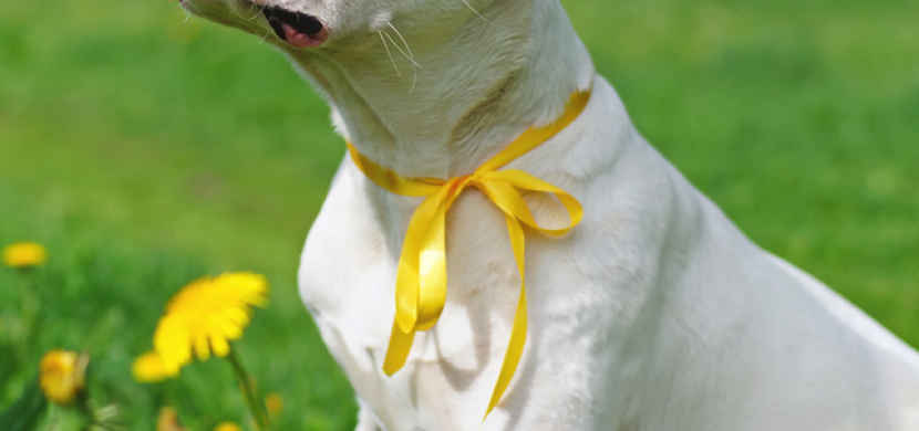 Stále více psů nosí žlutou stužku. Co to znamená a proč se od takového pejska raději vzdálit?