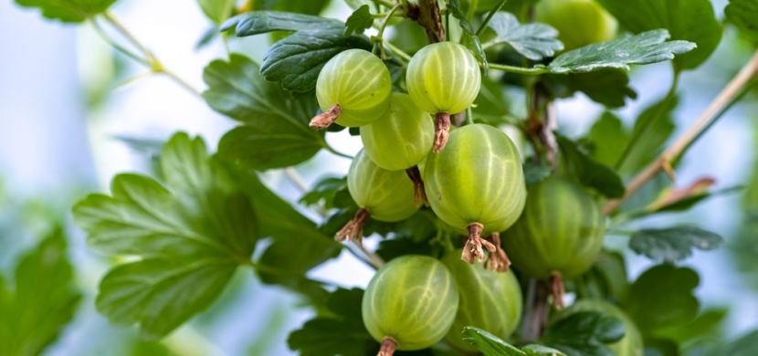 Jak využít angrešt? Připravte si domácí angreštový sorbet, který osvěží lépe než zmrzlina